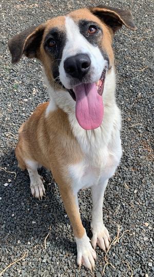 Evie, German Shepherd Dog Mix, adult, available for adoption