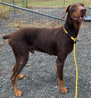 A brown Doberman dog standing on a gravel surface, wearing a yellow collar and leash, with its mouth open and tongue out.