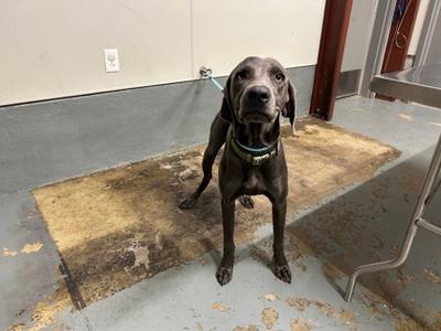 Alexander, Weimaraner Mix, adult, available for adoption