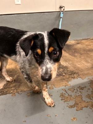 Colby, Australian Cattle Dog Mix, puppy, available for adoption
