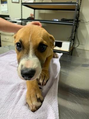 Candy Corn, Hound and Golden Retriever, puppy, available for adoption