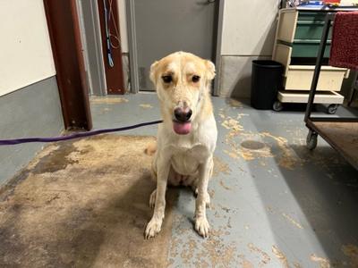 Echo, Alaskan Husky Mix, adult, available for adoption