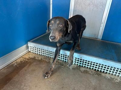 Dag, Labrador Retriever Mix, adult, available for adoption