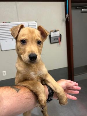 Fox, German Shepherd Dog Mix, puppy, available for adoption