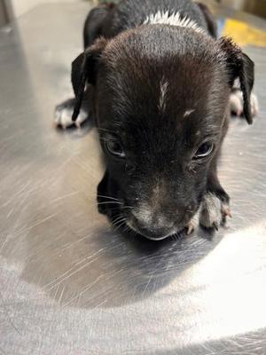 Belle, Terrier Mix, puppy, available for adoption