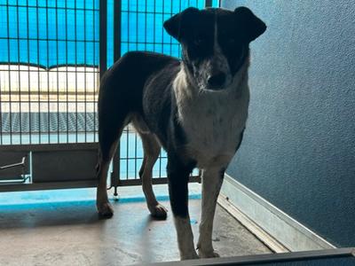 Grover, Border Collie Mix, adult, available for adoption