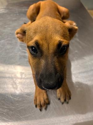 Carolina, Pit Bull Terrier Mix, puppy, available for adoption