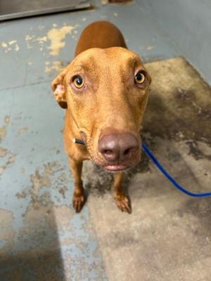 Chili, Rhodesian Ridgeback Mix, young, available for adoption