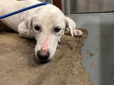 Cider, Labrador Retriever Mix, adult, available for adoption