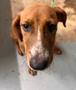 Dinah, Hound Mix, puppy, available for adoption