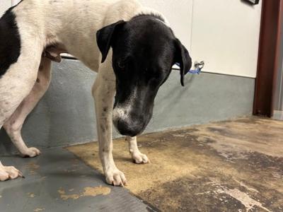 Calvin, Anatolian Shepherd and Labrador Retriever, adult, available for adoption