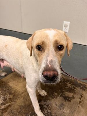 Fiona, Labrador Retriever and Great Pyrenees, adult, available for adoption