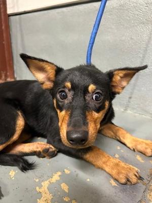 Bubby, Australian Kelpie Mix, puppy, available for adoption