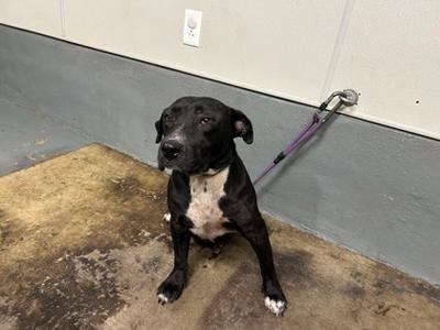 Harriet, Pit Bull Terrier Mix, senior, available for adoption