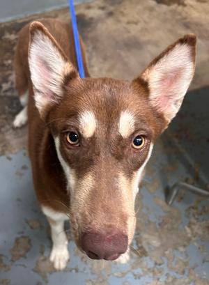 Darcy, Siberian Husky Mix, young, available for adoption