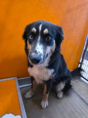 Daisy, Australian Shepherd Mix, adult, available for adoption