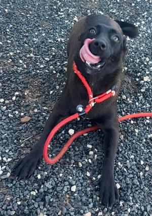 Becca, Terrier Mix, young, available for adoption