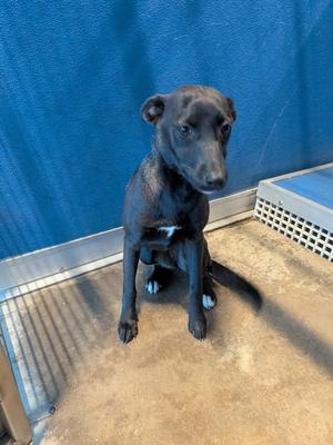 Becca, Terrier Mix, available for adoption