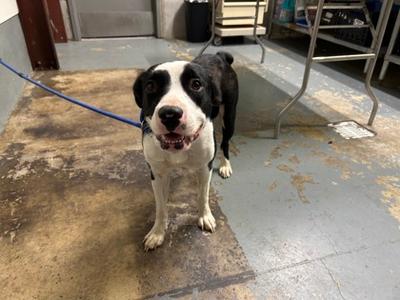 Felicity, Pit Bull Terrier Mix, adult, available for adoption