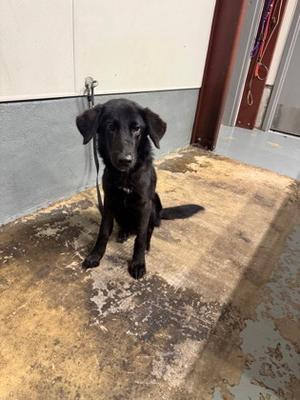 Arizona, Border Collie Mix, young, available for adoption