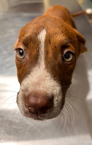 Chowder, Pit Bull Terrier Mix, puppy, available for adoption
