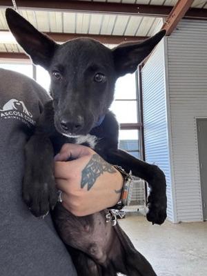 Ducky, Terrier Mix, available for adoption