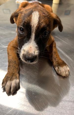 Dallas, Pit Bull Terrier Mix, puppy, available for adoption
