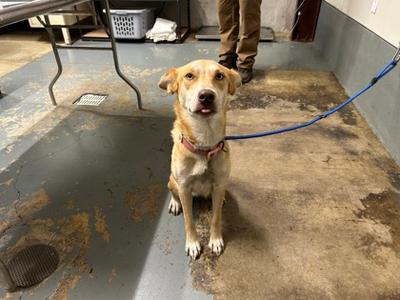 Candy, Alaskan Husky Mix, adult, available for adoption