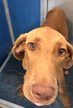 Cole, Great Dane Mix, young, available for adoption