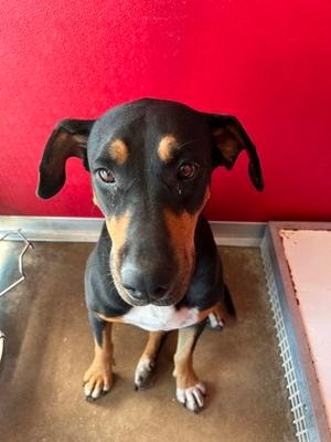 Ellie Mae, Rottweiler Mix, adult, available for adoption