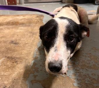 Bailey, Border Collie Mix, adult, available for adoption