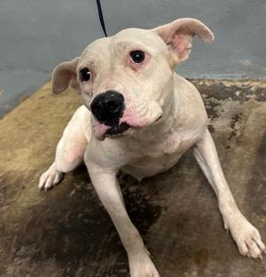 Anita, American Pit Bull Terrier Mix, adult, available for adoption