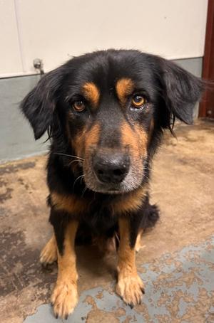 Boris, German Shepherd Dog Mix, adult, available for adoption