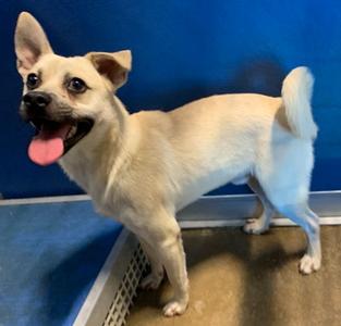 Gremlin, Terrier Mix, adult, available for adoption