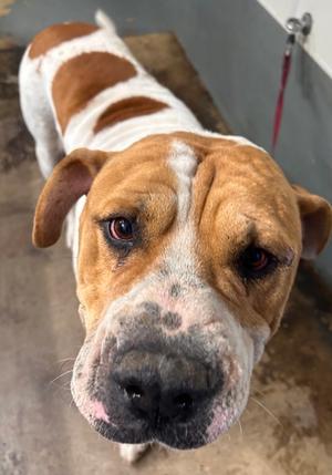 Hercules, Mastiff Mix, adult, available for adoption