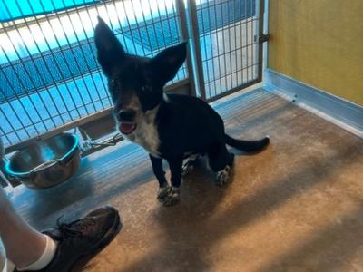 Badger, Border Collie Mix, young, available for adoption