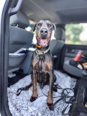 Roscoe, Doberman Pinscher, adult, available for adoption