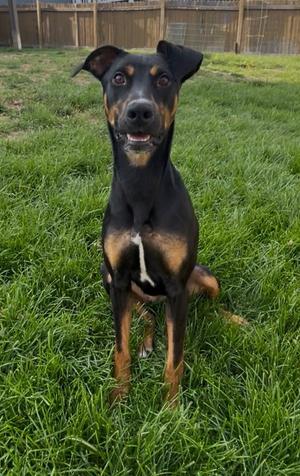 Daphne, Doberman Pinscher, young, available for adoption