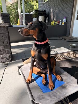Nyx, Doberman Pinscher, young, available for adoption