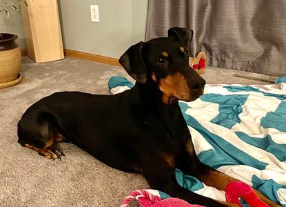 Misty, Doberman Pinscher, adult, available for adoption
