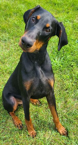 Ember, Doberman Pinscher, young, available for adoption