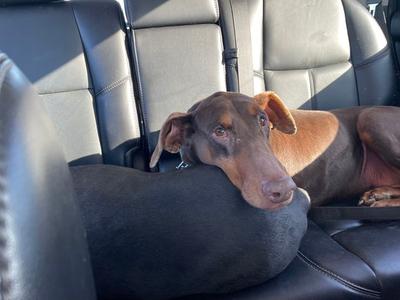 Jean, Doberman Pinscher, adult, available for adoption