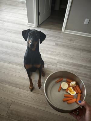 Killian, Doberman Pinscher, adult, available for adoption
