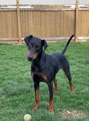 Anna, Doberman Pinscher, young, available for adoption