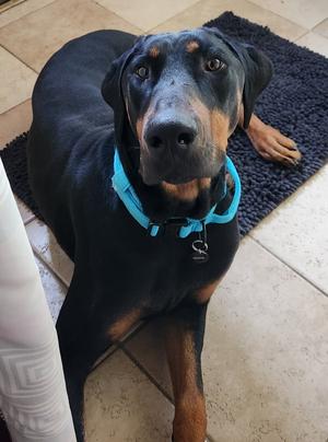 Phillip, Doberman Pinscher, young, available for adoption