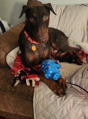 Freya, Doberman Pinscher, young, available for adoption