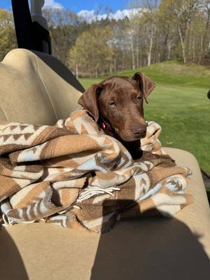 Sally, Doberman Pinscher, puppy, available for adoption
