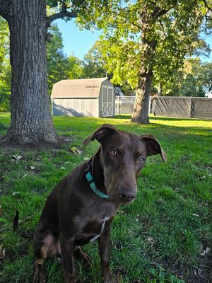 Sally, Doberman Pinscher, young, available for adoption