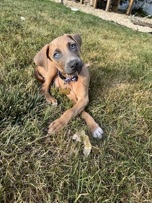 A brown puppy with blue eyes lying on grass, wearing a collar.