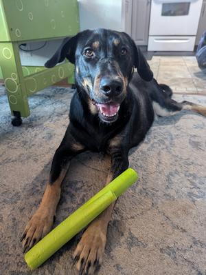 Flanagan, Doberman Pinscher, young, available for adoption
